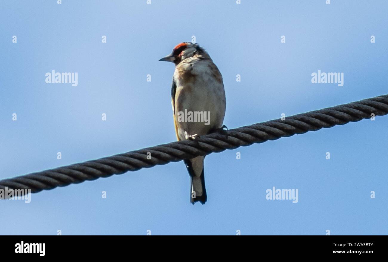 Diverses espèces de faune sauvage au Royaume-Uni, y compris les mammifères, les ravages, les échassiers et les oiseaux de jardin Banque D'Images