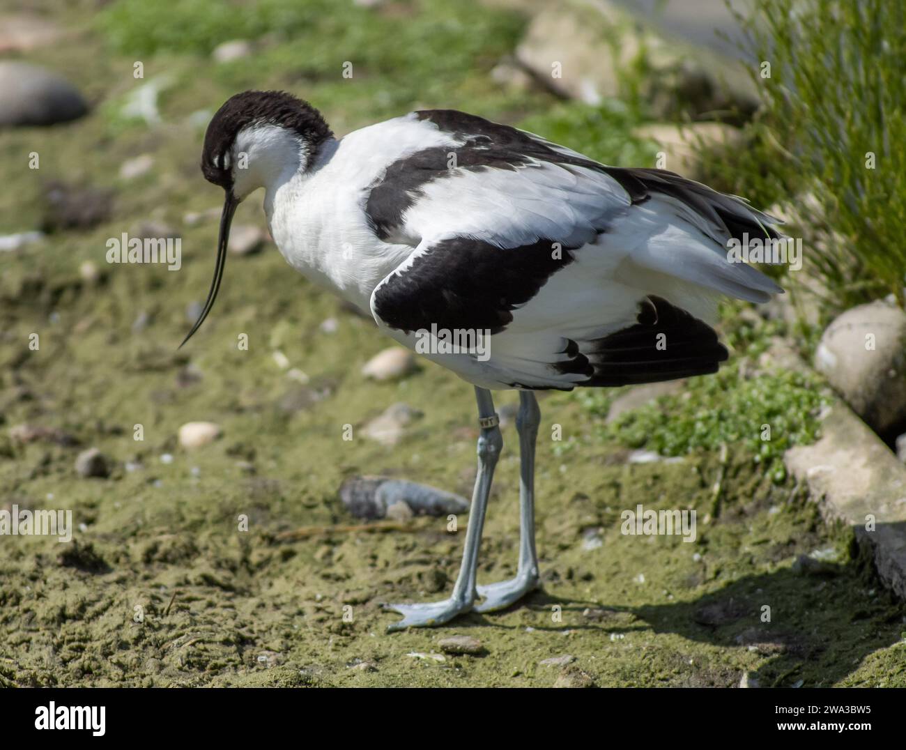 Diverses espèces de faune sauvage au Royaume-Uni, y compris les mammifères, les ravages, les échassiers et les oiseaux de jardin Banque D'Images