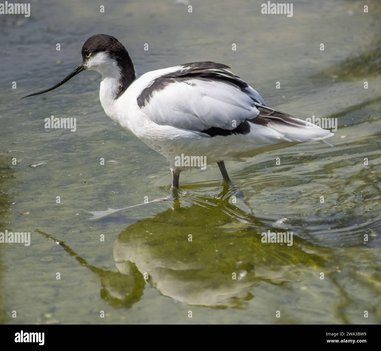 Diverses espèces de faune sauvage au Royaume-Uni, y compris les mammifères, les ravages, les échassiers et les oiseaux de jardin Banque D'Images