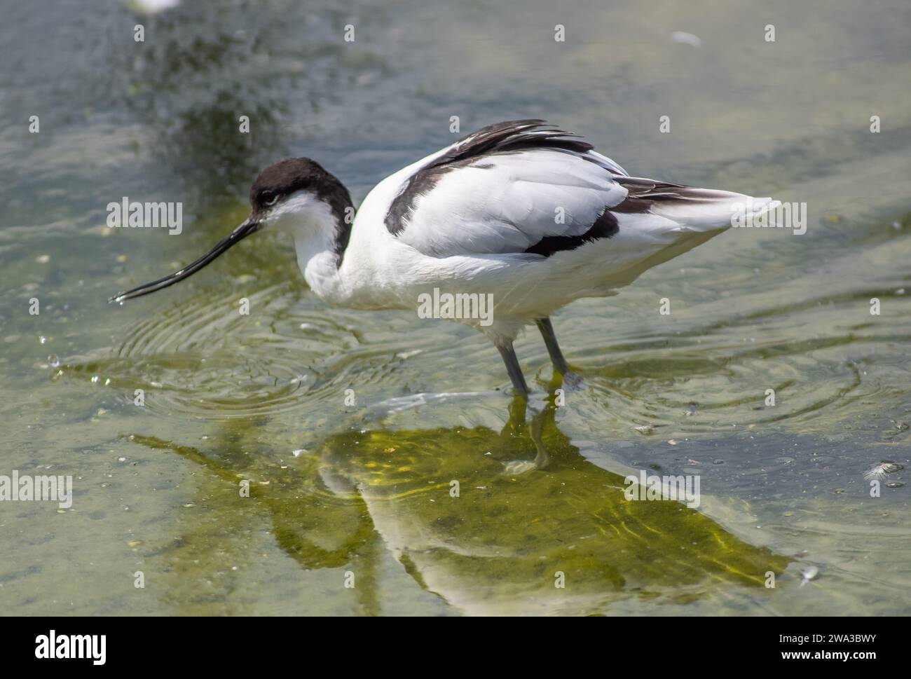 Diverses espèces de faune sauvage au Royaume-Uni, y compris les mammifères, les ravages, les échassiers et les oiseaux de jardin Banque D'Images