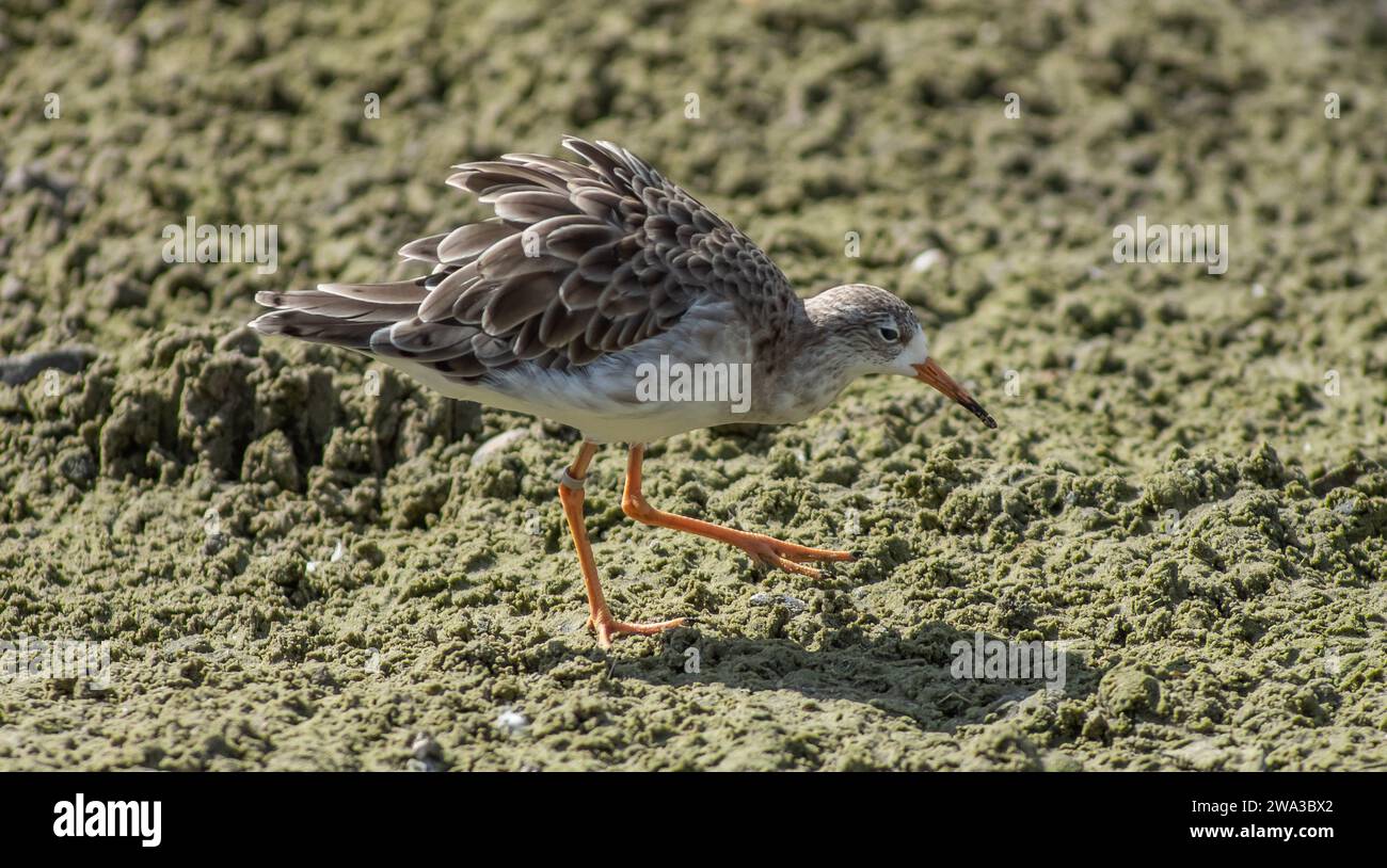 Diverses espèces de faune sauvage au Royaume-Uni, y compris les mammifères, les ravages, les échassiers et les oiseaux de jardin Banque D'Images