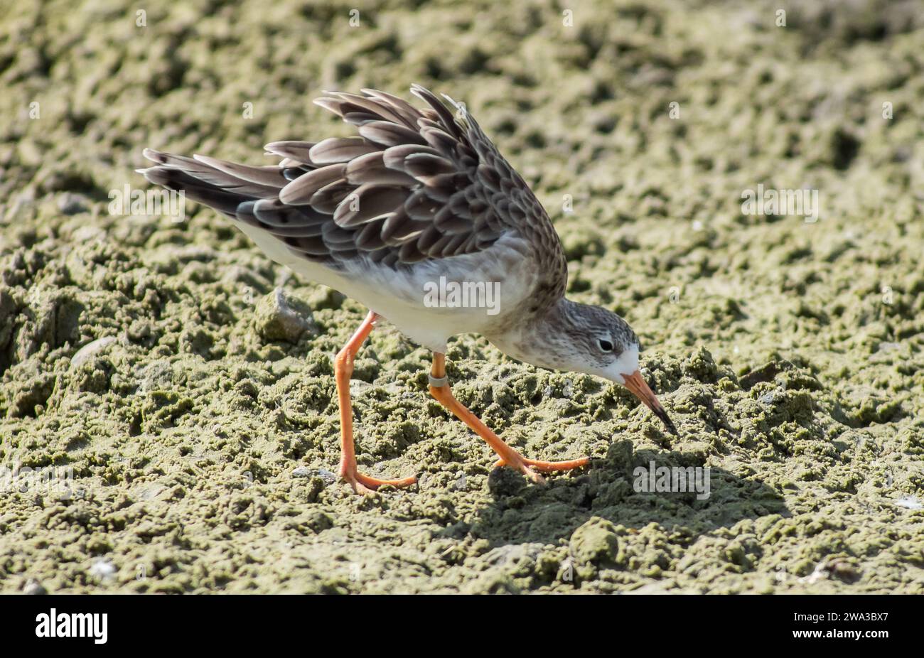 Diverses espèces de faune sauvage au Royaume-Uni, y compris les mammifères, les ravages, les échassiers et les oiseaux de jardin Banque D'Images