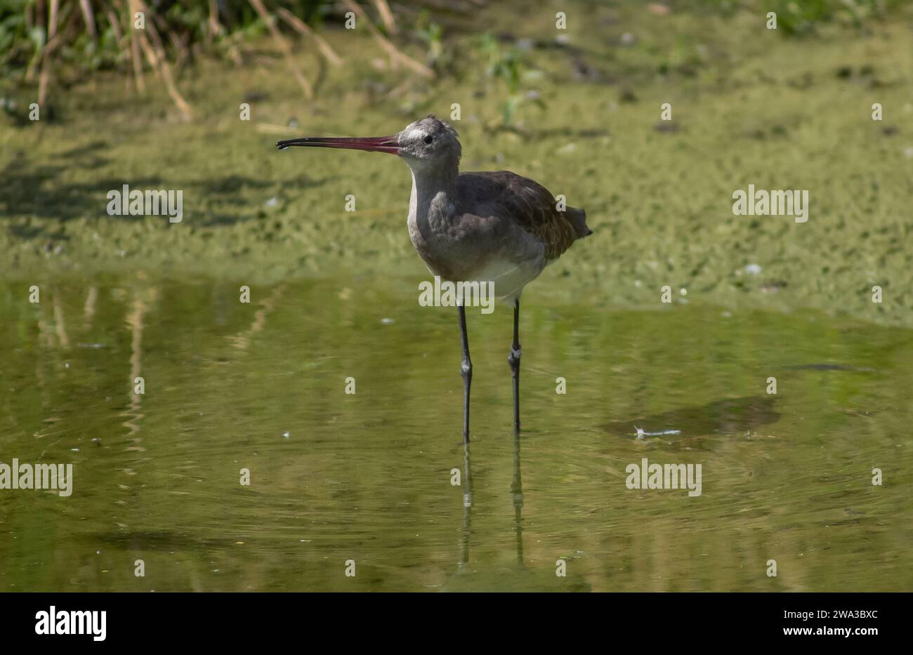 Diverses espèces de faune sauvage au Royaume-Uni, y compris les mammifères, les ravages, les échassiers et les oiseaux de jardin Banque D'Images