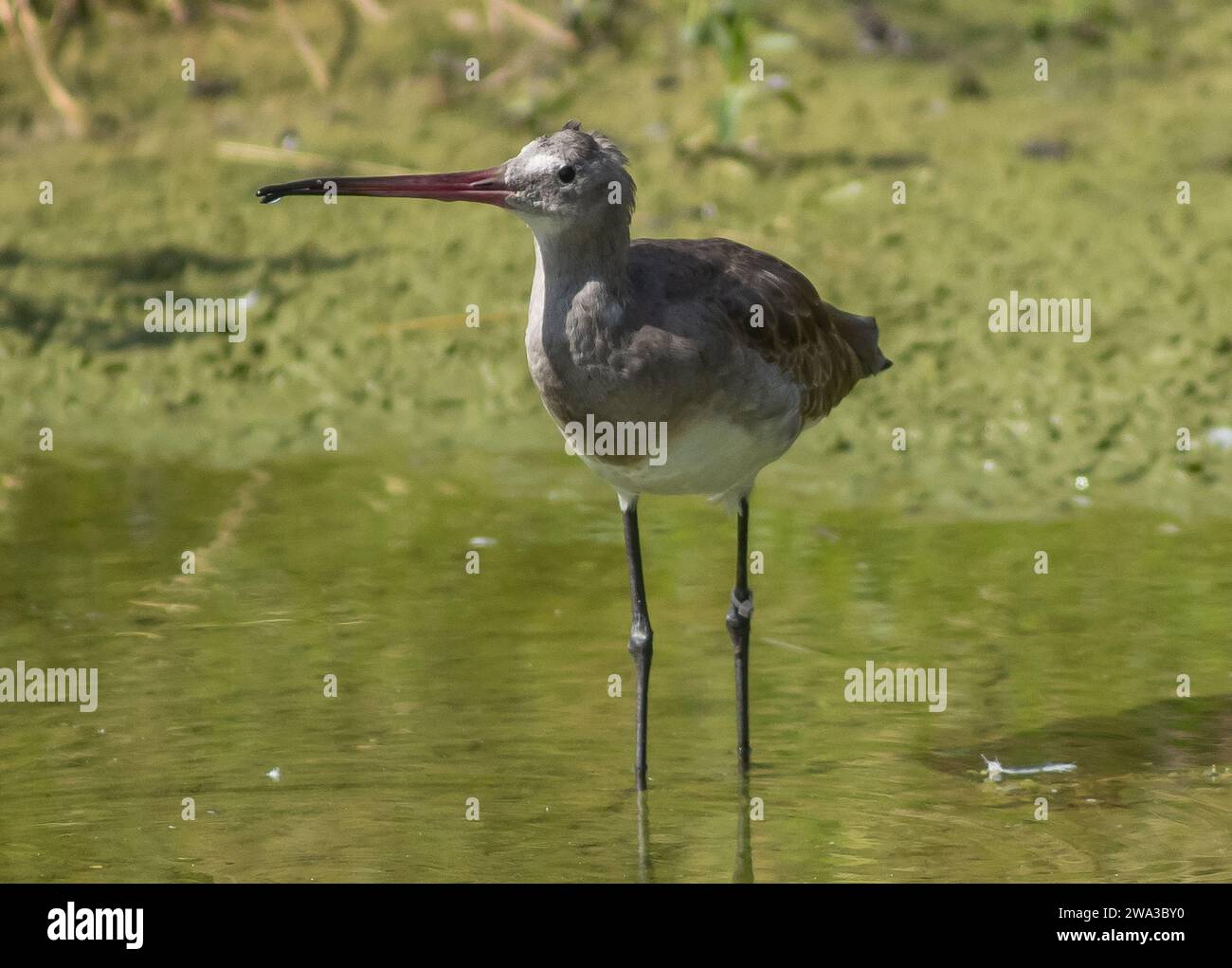 Diverses espèces de faune sauvage au Royaume-Uni, y compris les mammifères, les ravages, les échassiers et les oiseaux de jardin Banque D'Images