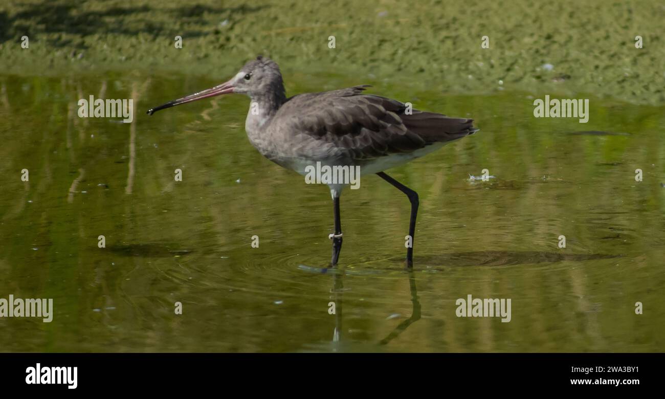 Diverses espèces de faune sauvage au Royaume-Uni, y compris les mammifères, les ravages, les échassiers et les oiseaux de jardin Banque D'Images