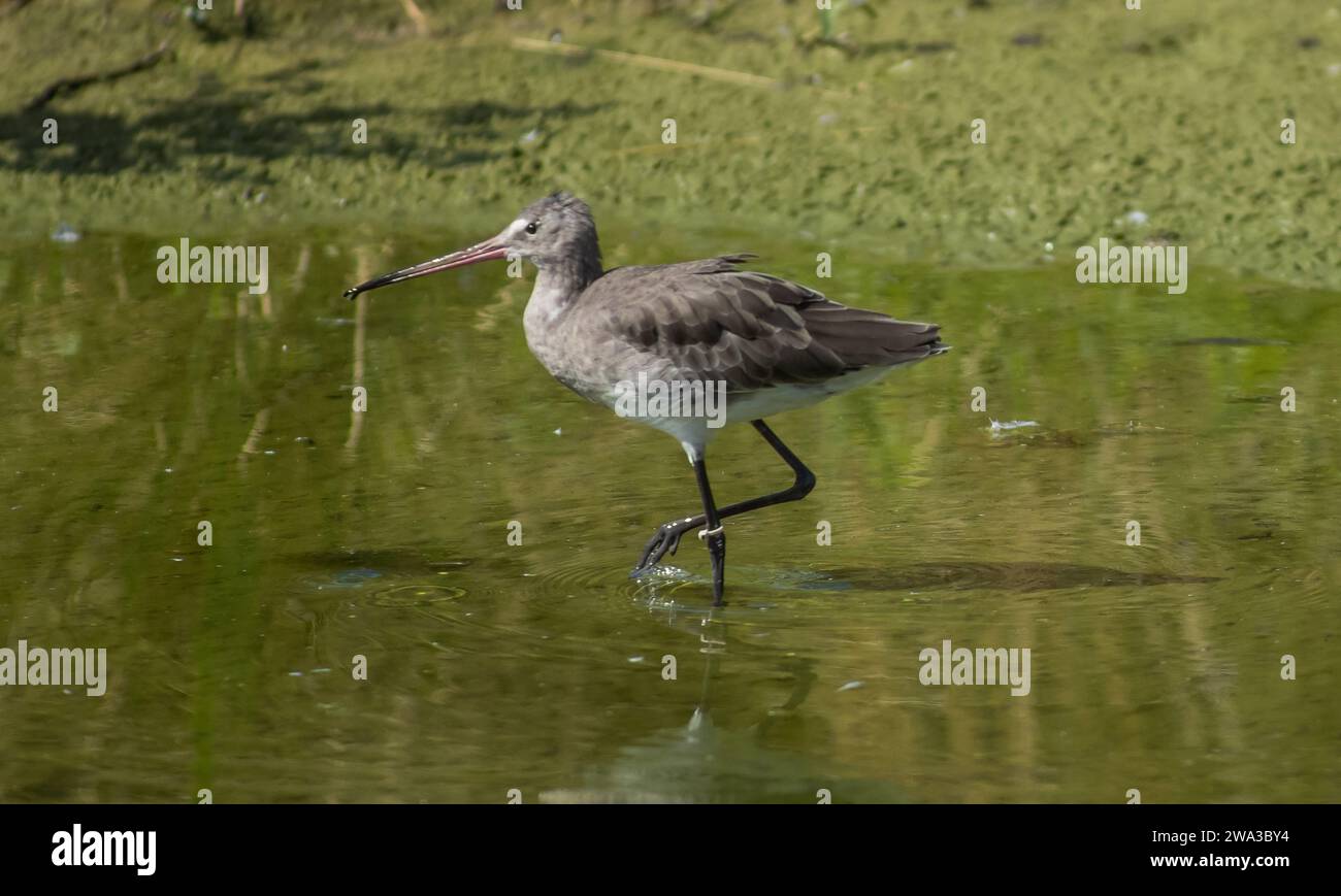 Diverses espèces de faune sauvage au Royaume-Uni, y compris les mammifères, les ravages, les échassiers et les oiseaux de jardin Banque D'Images