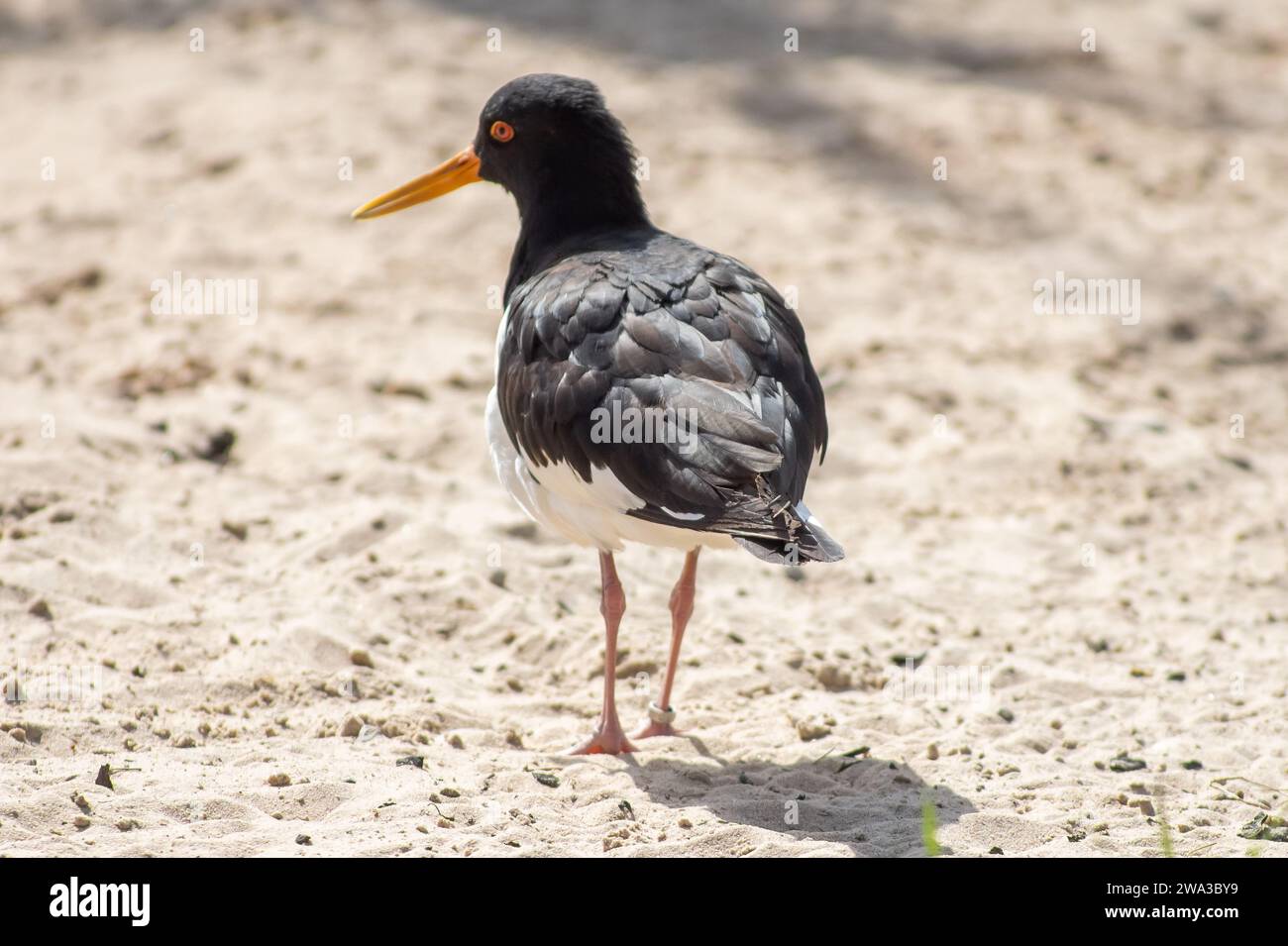 Diverses espèces de faune sauvage au Royaume-Uni, y compris les mammifères, les ravages, les échassiers et les oiseaux de jardin Banque D'Images