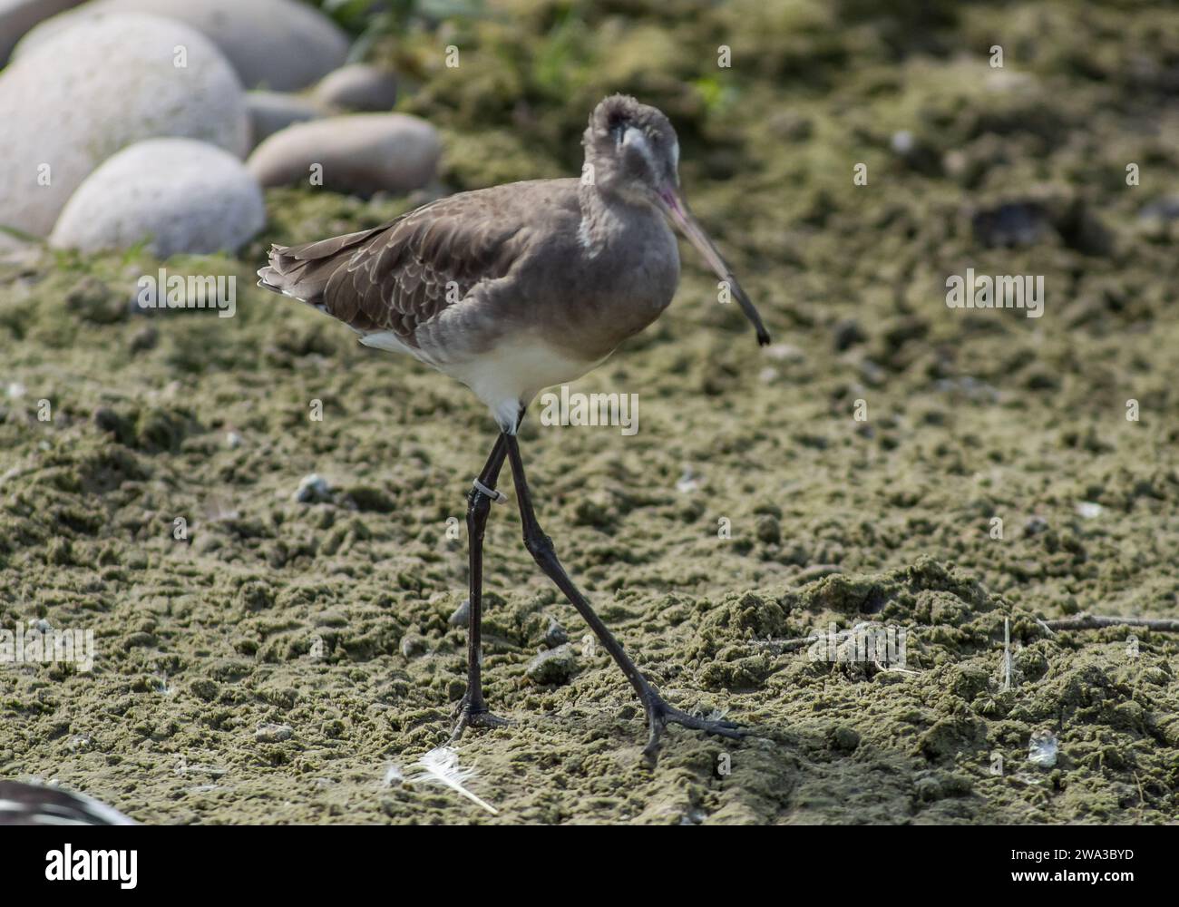 Diverses espèces de faune sauvage au Royaume-Uni, y compris les mammifères, les ravages, les échassiers et les oiseaux de jardin Banque D'Images