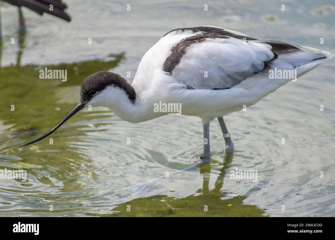 Diverses espèces de faune sauvage au Royaume-Uni, y compris les mammifères, les ravages, les échassiers et les oiseaux de jardin Banque D'Images