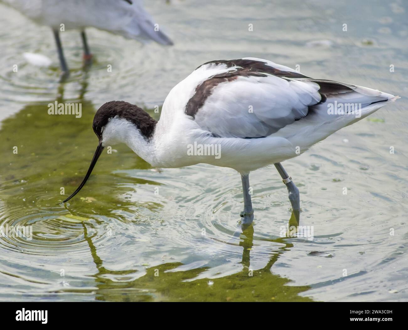 Diverses espèces de faune sauvage au Royaume-Uni, y compris les mammifères, les ravages, les échassiers et les oiseaux de jardin Banque D'Images
