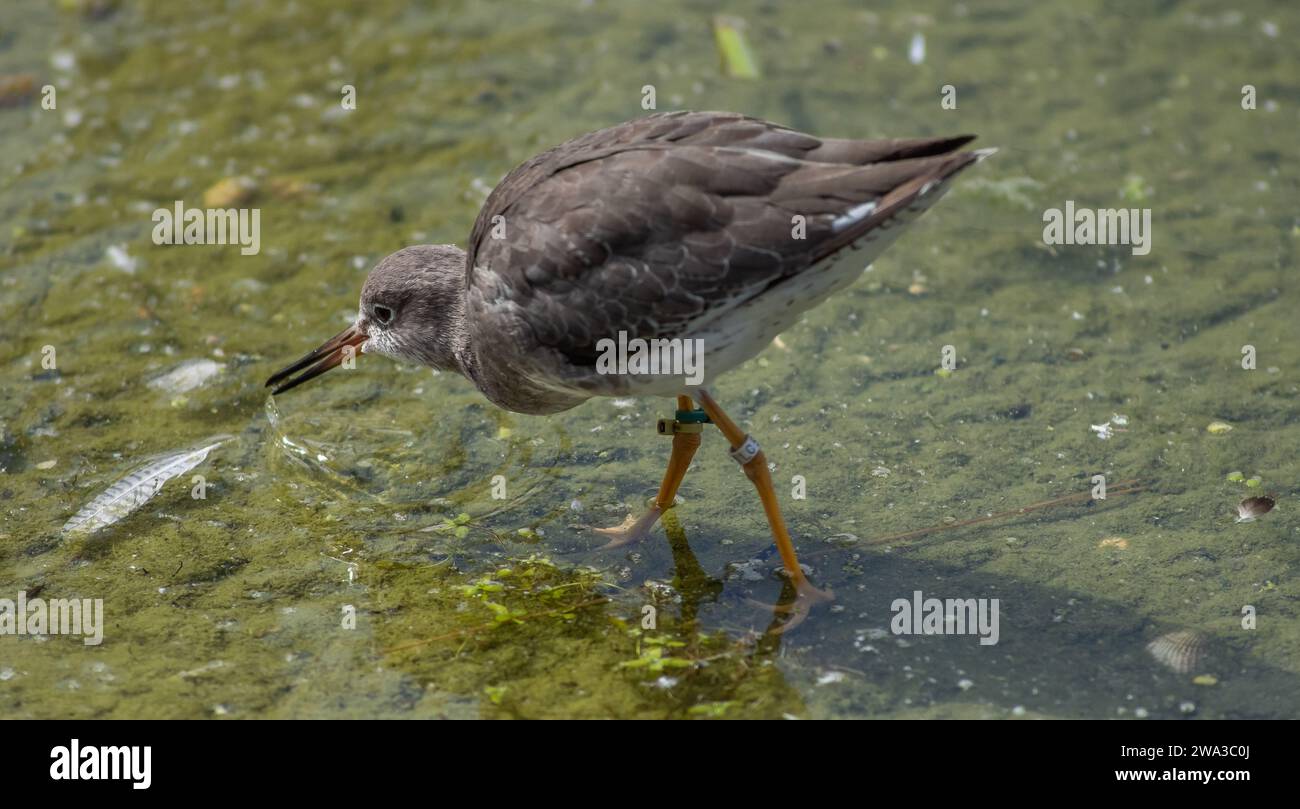 Diverses espèces de faune sauvage au Royaume-Uni, y compris les mammifères, les ravages, les échassiers et les oiseaux de jardin Banque D'Images