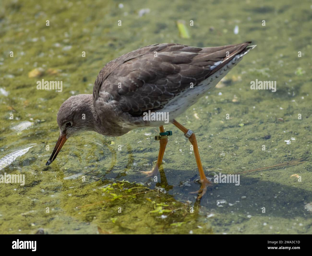 Diverses espèces de faune sauvage au Royaume-Uni, y compris les mammifères, les ravages, les échassiers et les oiseaux de jardin Banque D'Images