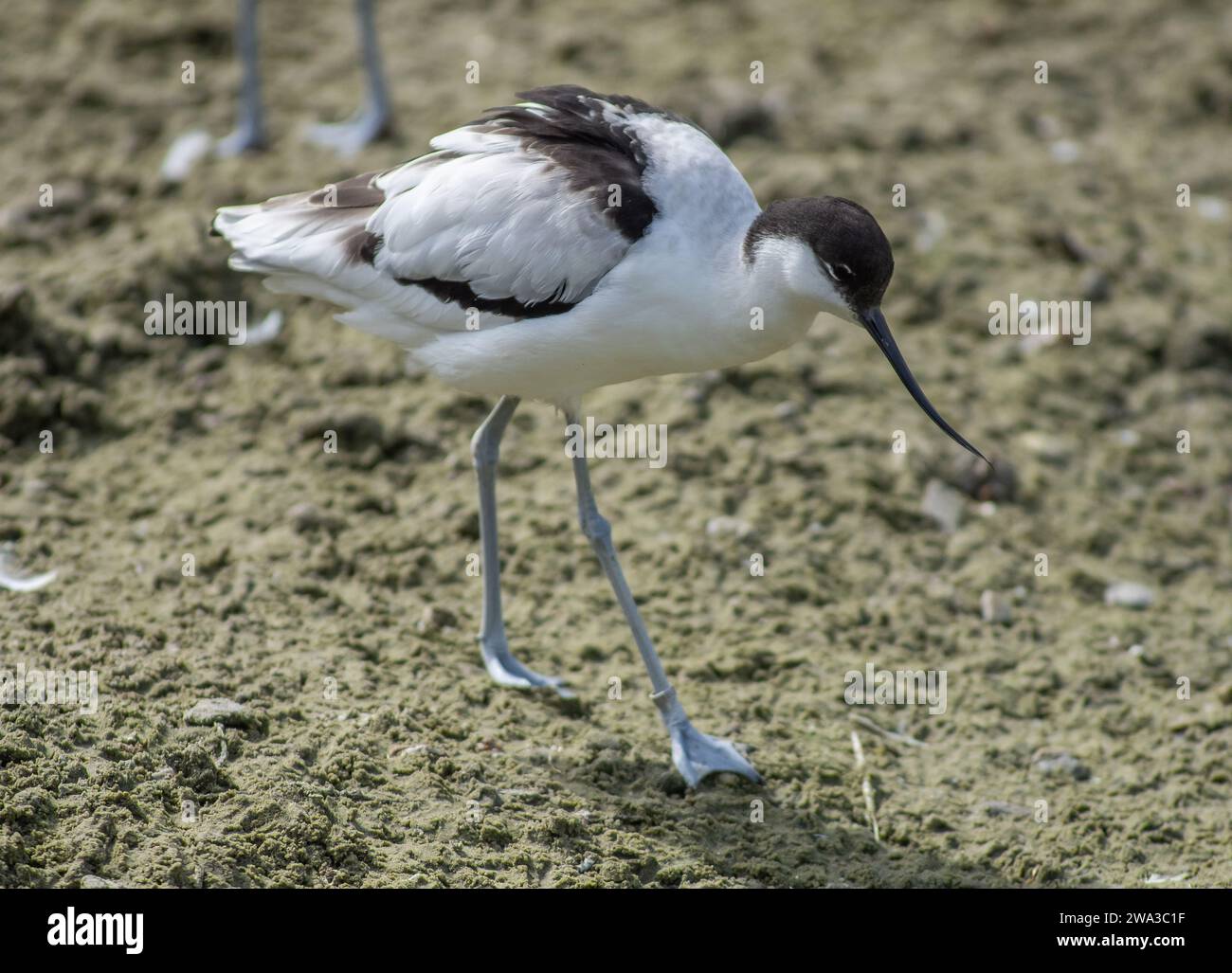 Diverses espèces de faune sauvage au Royaume-Uni, y compris les mammifères, les ravages, les échassiers et les oiseaux de jardin Banque D'Images