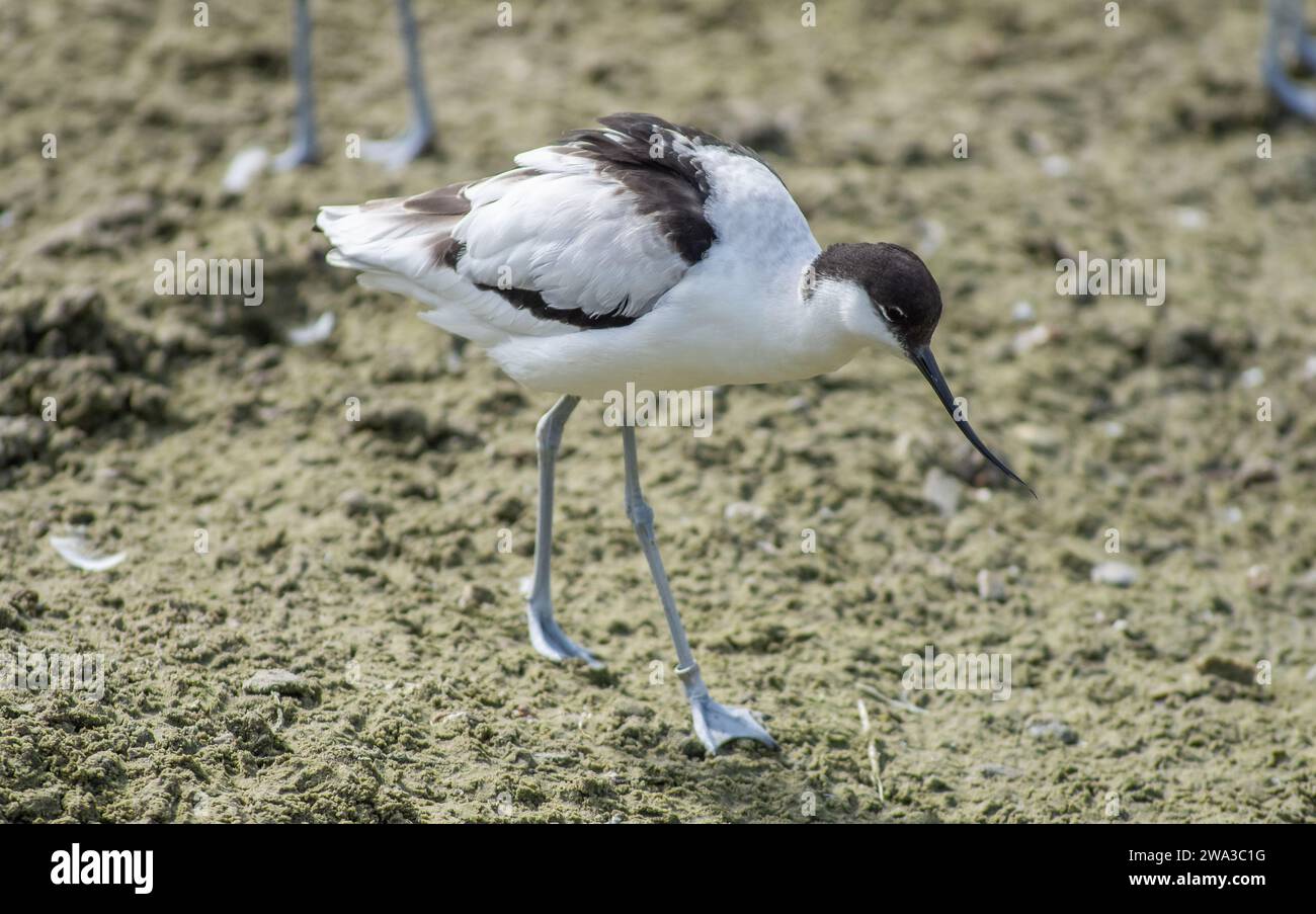 Diverses espèces de faune sauvage au Royaume-Uni, y compris les mammifères, les ravages, les échassiers et les oiseaux de jardin Banque D'Images