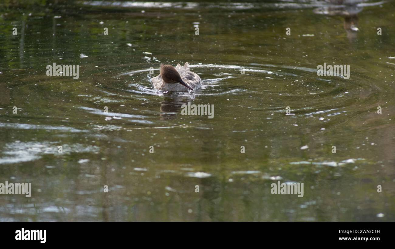 Diverses espèces de faune sauvage au Royaume-Uni, y compris les mammifères, les ravages, les échassiers et les oiseaux de jardin Banque D'Images