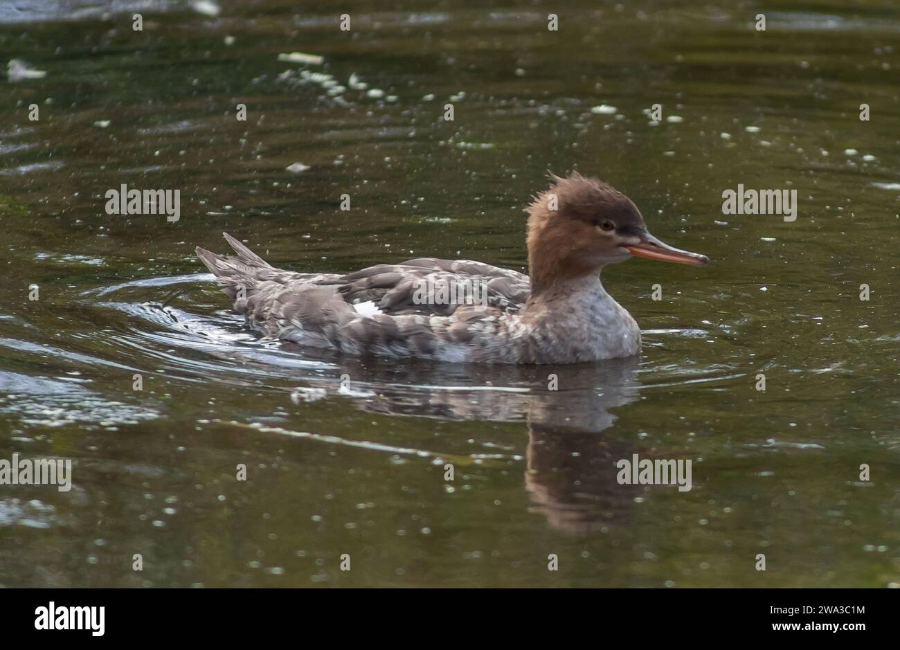 Diverses espèces de faune sauvage au Royaume-Uni, y compris les mammifères, les ravages, les échassiers et les oiseaux de jardin Banque D'Images