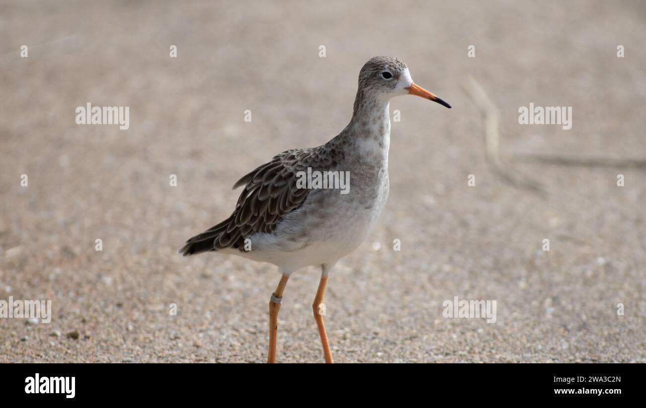 Diverses espèces de faune sauvage au Royaume-Uni, y compris les mammifères, les ravages, les échassiers et les oiseaux de jardin Banque D'Images