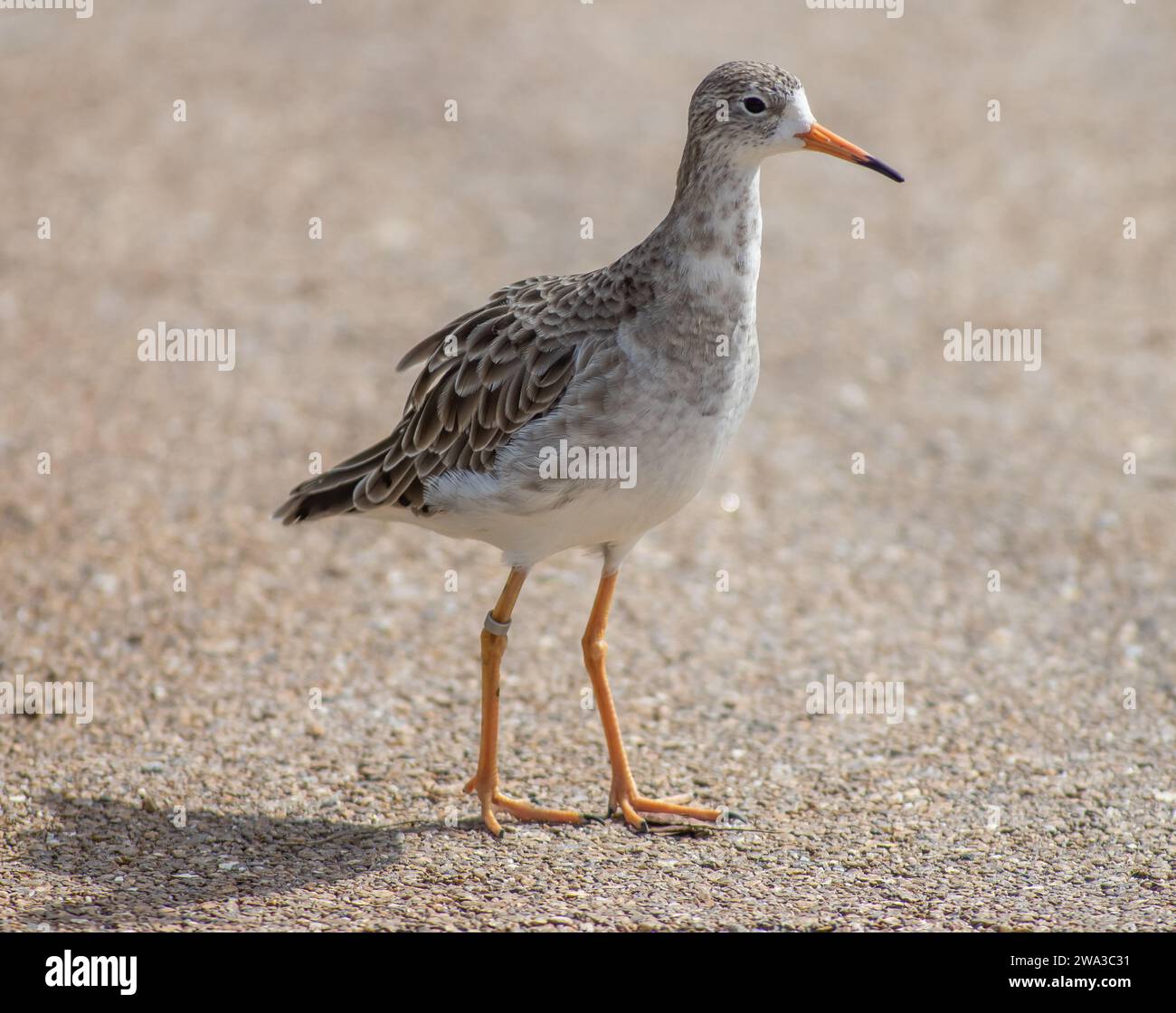 Diverses espèces de faune sauvage au Royaume-Uni, y compris les mammifères, les ravages, les échassiers et les oiseaux de jardin Banque D'Images