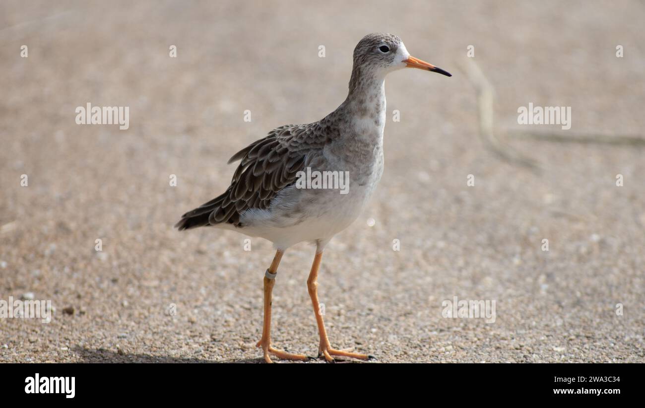 Diverses espèces de faune sauvage au Royaume-Uni, y compris les mammifères, les ravages, les échassiers et les oiseaux de jardin Banque D'Images