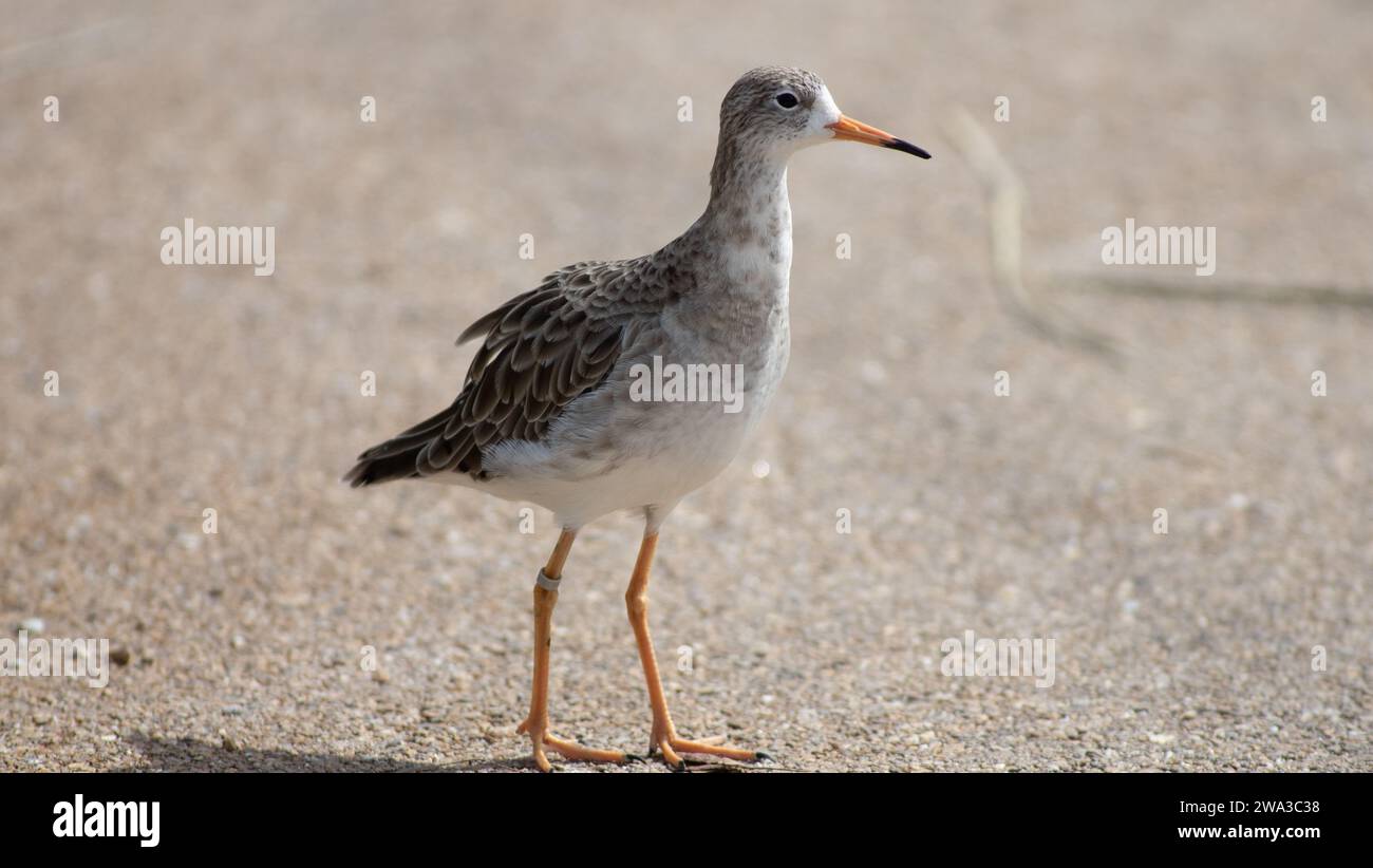 Diverses espèces de faune sauvage au Royaume-Uni, y compris les mammifères, les ravages, les échassiers et les oiseaux de jardin Banque D'Images