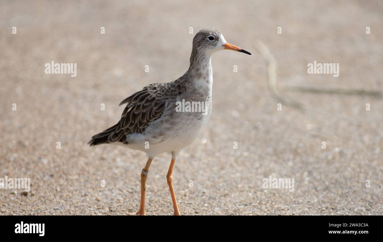 Diverses espèces de faune sauvage au Royaume-Uni, y compris les mammifères, les ravages, les échassiers et les oiseaux de jardin Banque D'Images