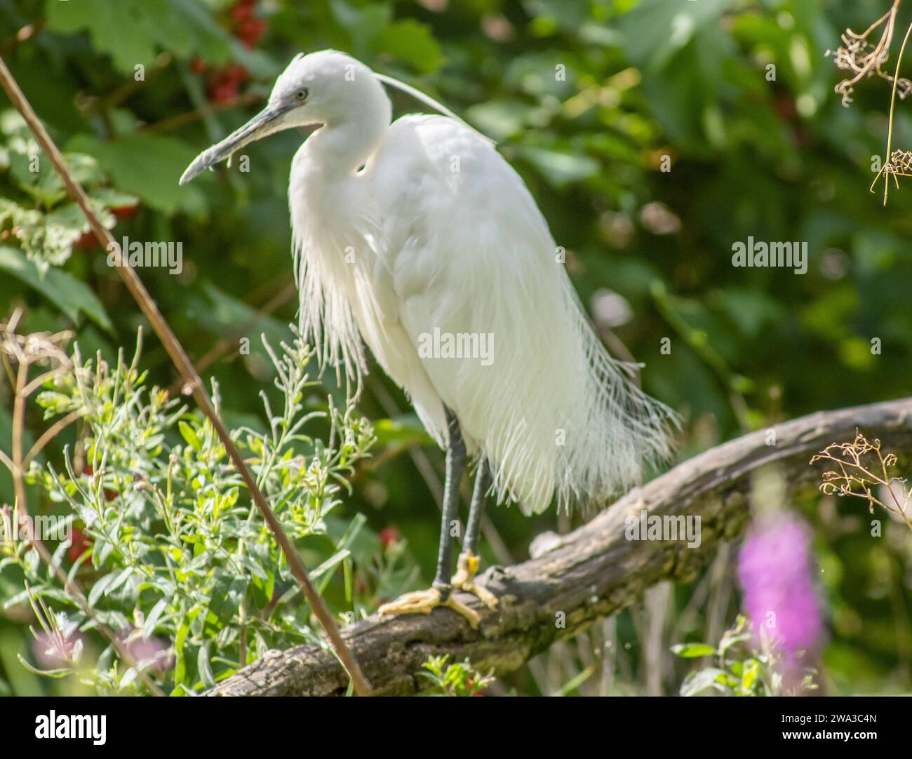 Diverses espèces de faune sauvage au Royaume-Uni, y compris les mammifères, les ravages, les échassiers et les oiseaux de jardin Banque D'Images