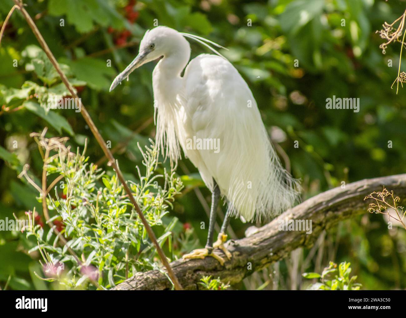 Diverses espèces de faune sauvage au Royaume-Uni, y compris les mammifères, les ravages, les échassiers et les oiseaux de jardin Banque D'Images