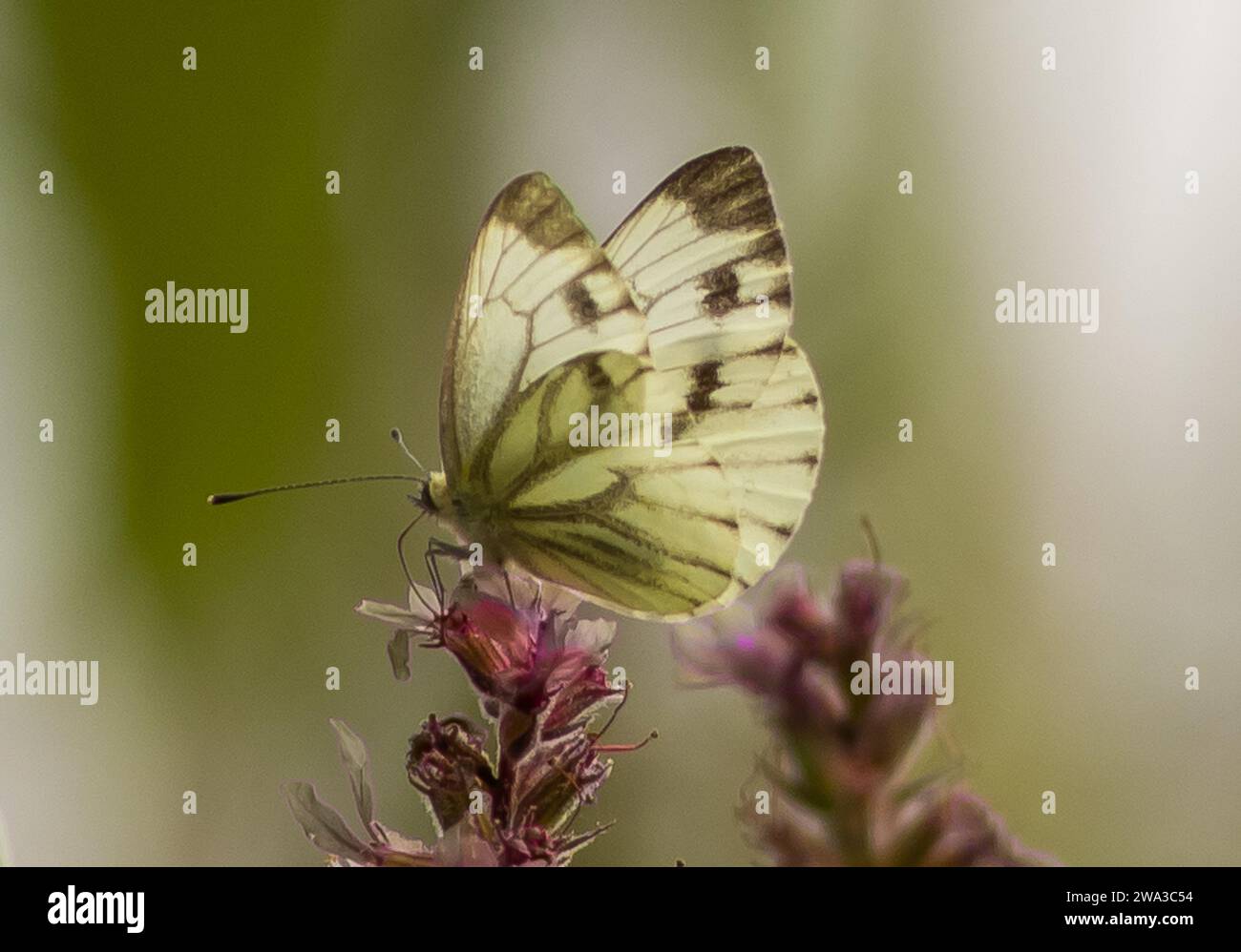 Diverses espèces de faune sauvage au Royaume-Uni, y compris les mammifères, les ravages, les échassiers et les oiseaux de jardin Banque D'Images