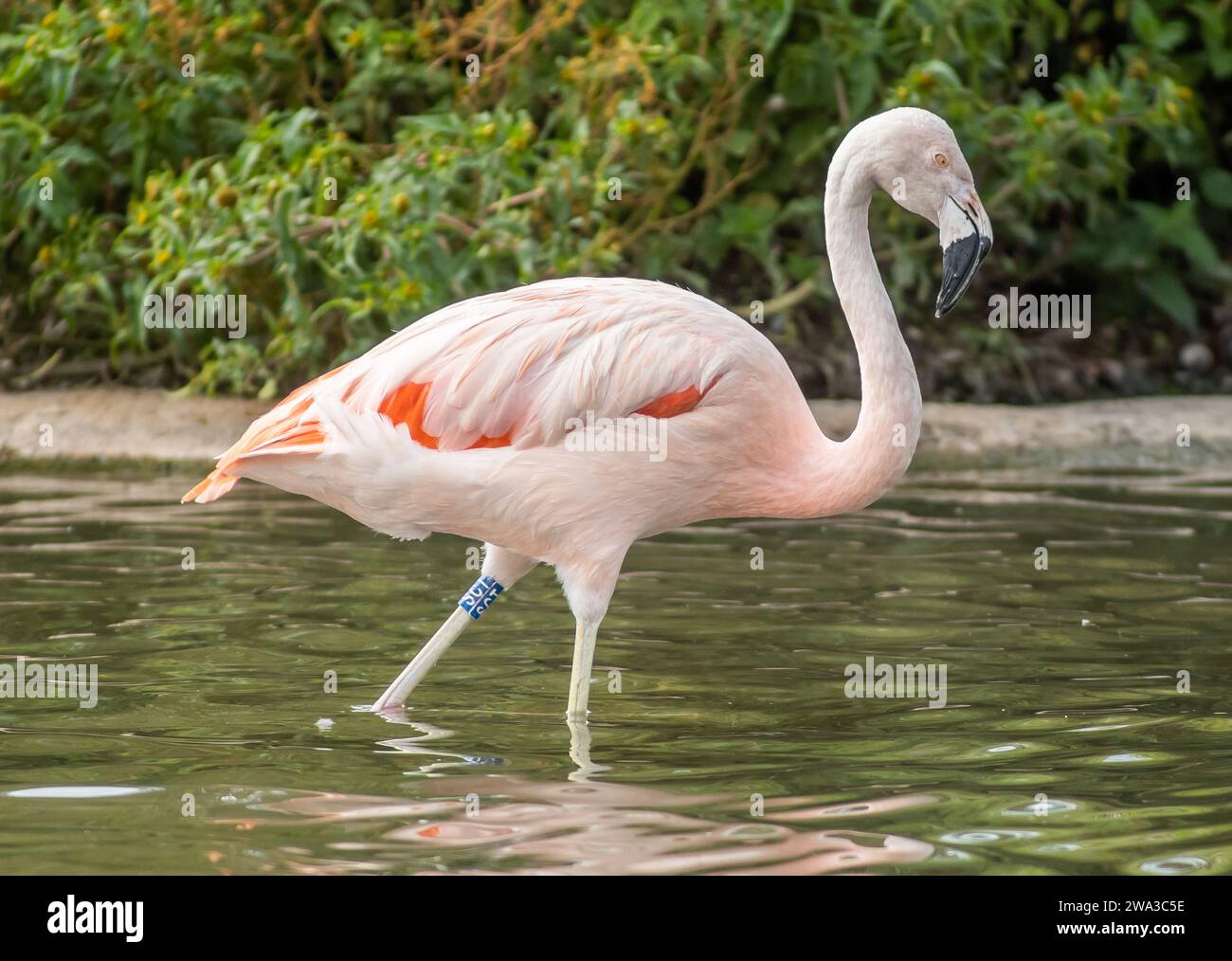 Diverses espèces de faune sauvage au Royaume-Uni, y compris les mammifères, les ravages, les échassiers et les oiseaux de jardin Banque D'Images