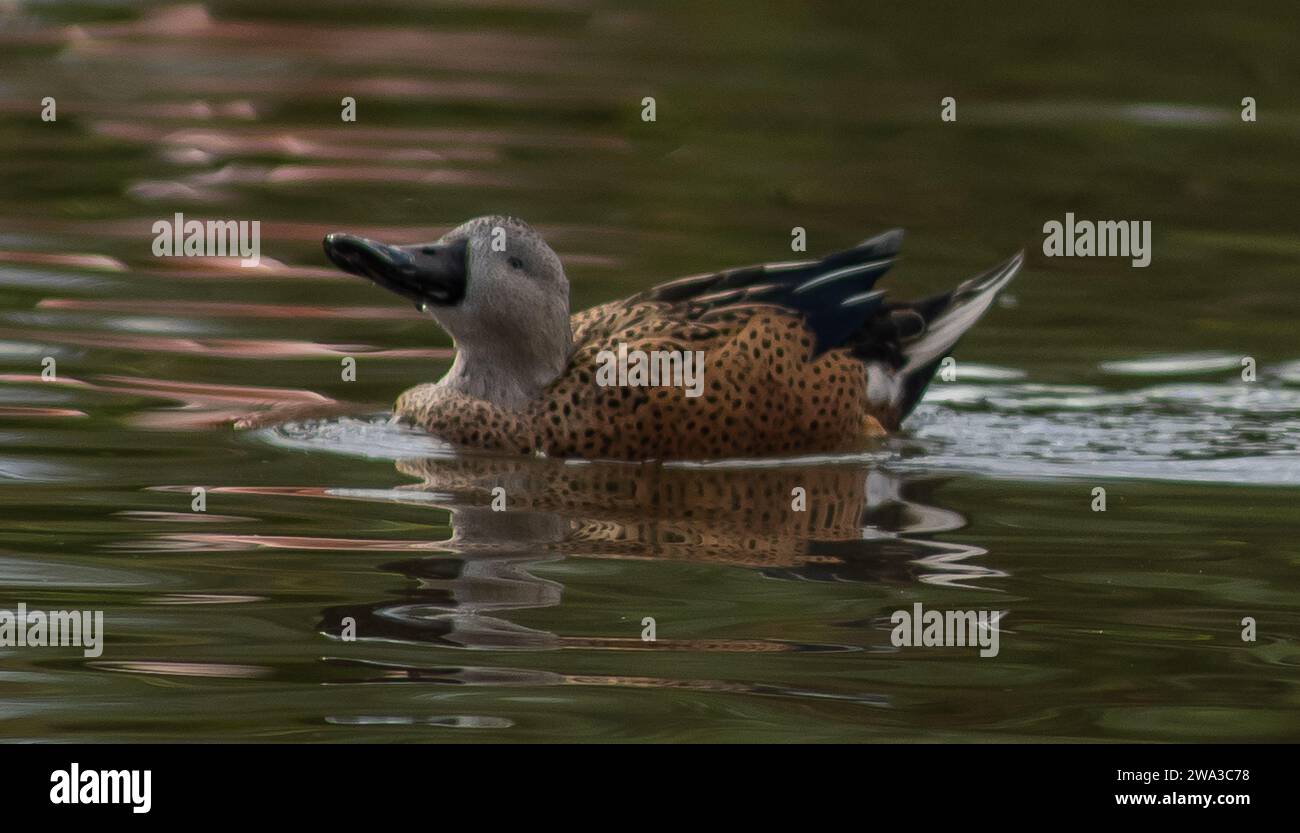 Diverses espèces de faune sauvage au Royaume-Uni, y compris les mammifères, les ravages, les échassiers et les oiseaux de jardin Banque D'Images