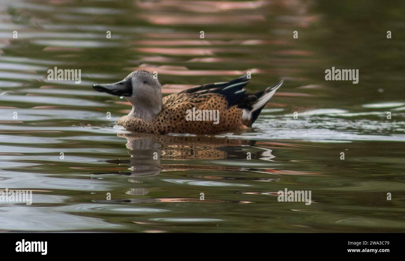 Diverses espèces de faune sauvage au Royaume-Uni, y compris les mammifères, les ravages, les échassiers et les oiseaux de jardin Banque D'Images