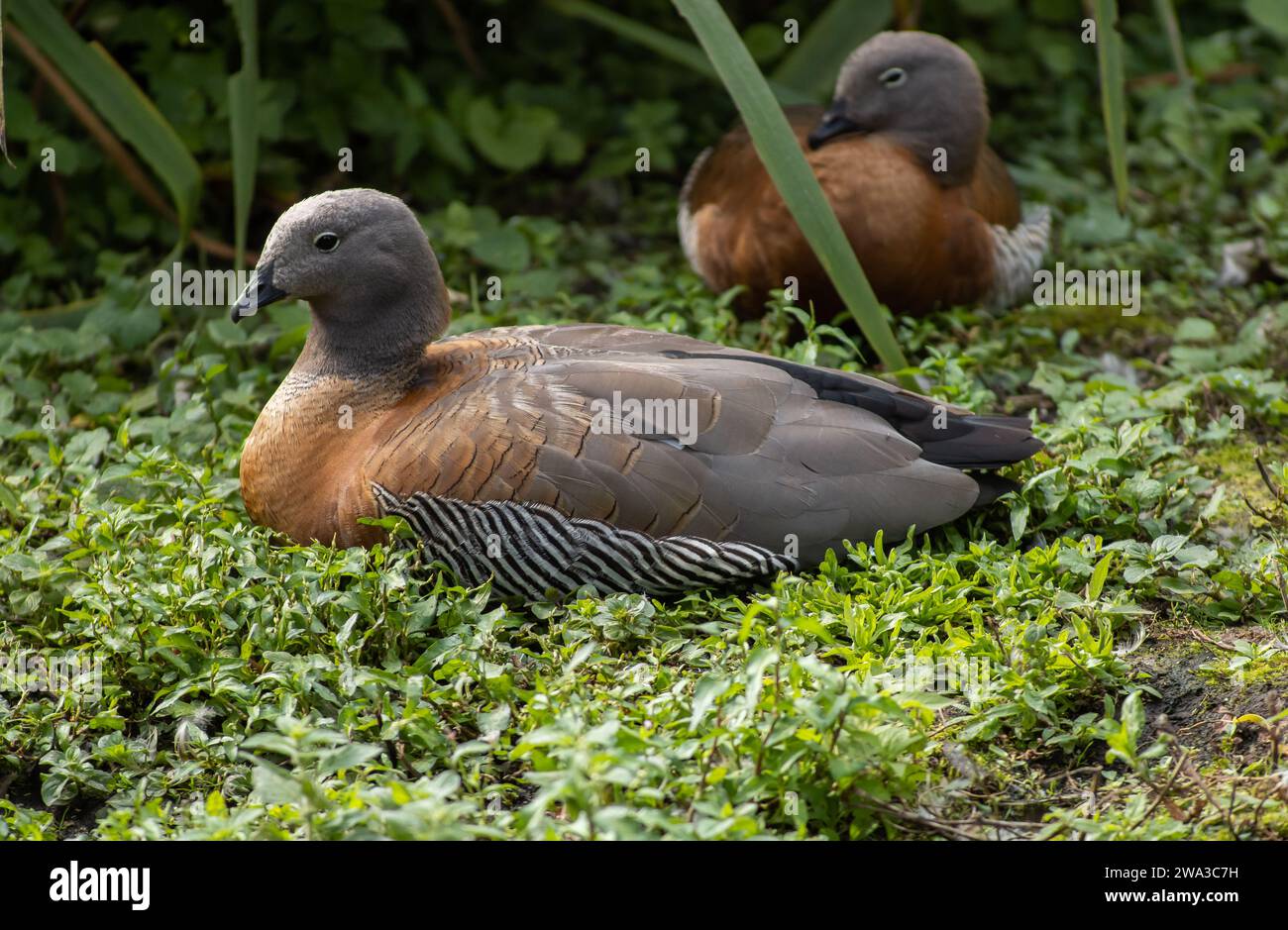 Diverses espèces de faune sauvage au Royaume-Uni, y compris les mammifères, les ravages, les échassiers et les oiseaux de jardin Banque D'Images
