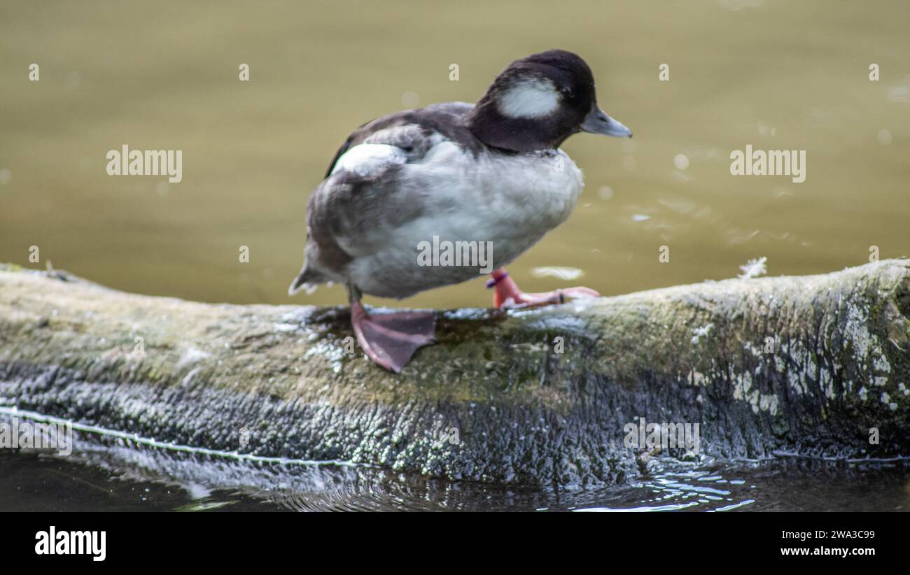 Diverses espèces de faune sauvage au Royaume-Uni, y compris les mammifères, les ravages, les échassiers et les oiseaux de jardin Banque D'Images