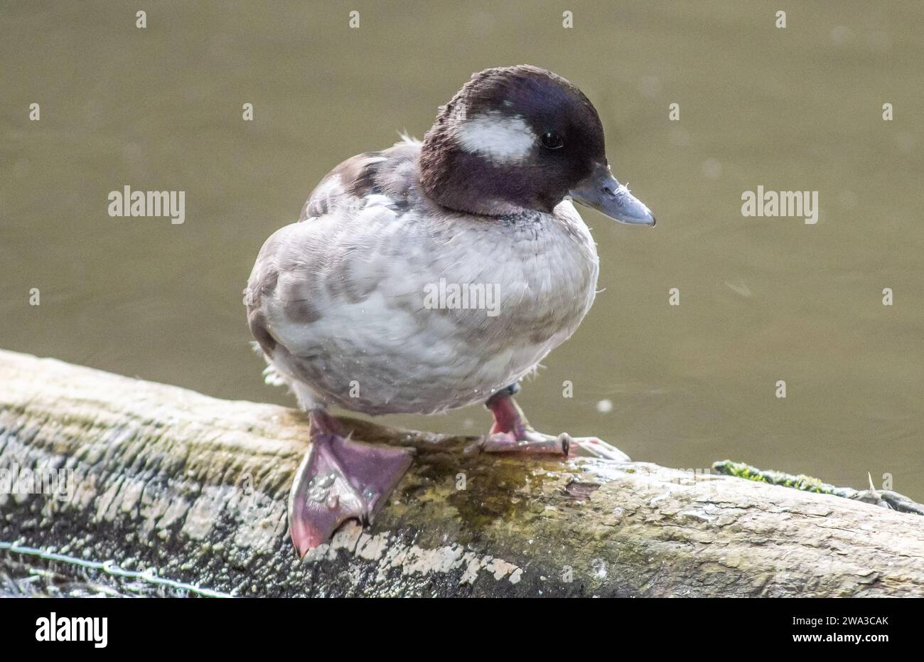 Diverses espèces de faune sauvage au Royaume-Uni, y compris les mammifères, les ravages, les échassiers et les oiseaux de jardin Banque D'Images