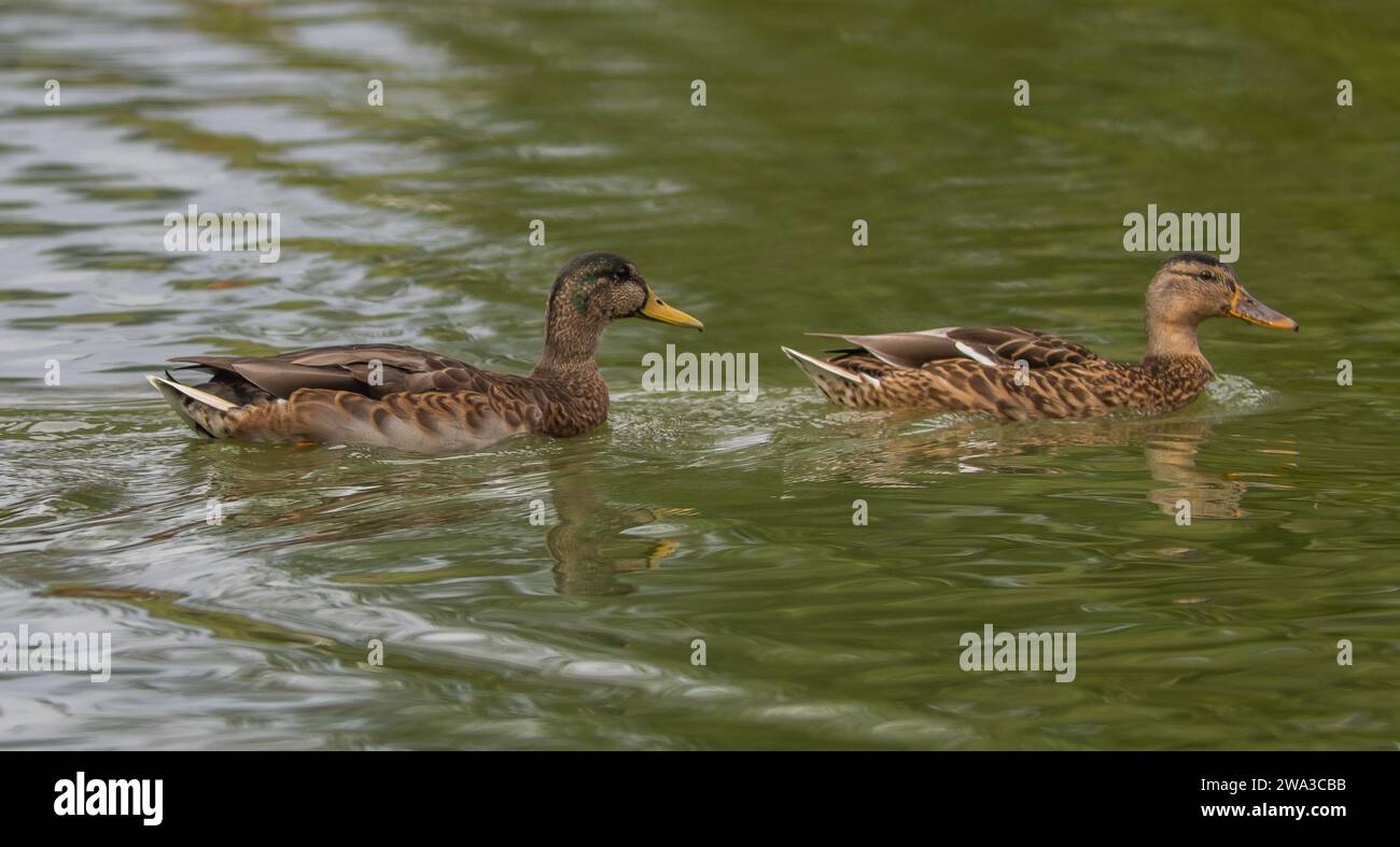 Diverses espèces de faune sauvage au Royaume-Uni, y compris les mammifères, les ravages, les échassiers et les oiseaux de jardin Banque D'Images