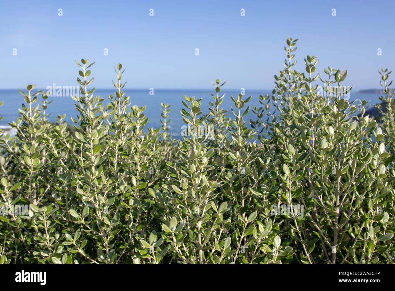 Arbre de fer nouvelle croissance sur le fond marin flou. Metrosideros excelsa, plantes d'arbre de Noël de Nouvelle-Zélande. Jeune végétation avec des feuilles argentées. Banque D'Images