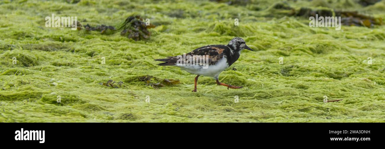 Diverses espèces de faune sauvage au Royaume-Uni, y compris les mammifères, les ravages, les échassiers et les oiseaux de jardin Banque D'Images