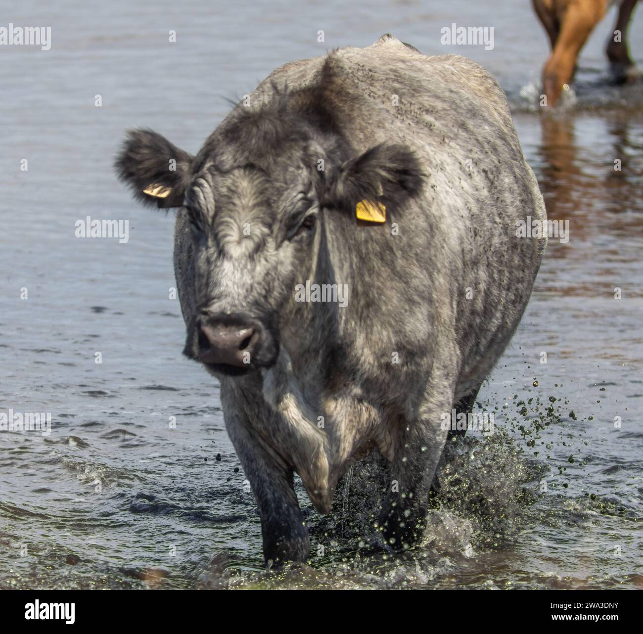 Diverses espèces de faune sauvage au Royaume-Uni, y compris les mammifères, les ravages, les échassiers et les oiseaux de jardin Banque D'Images