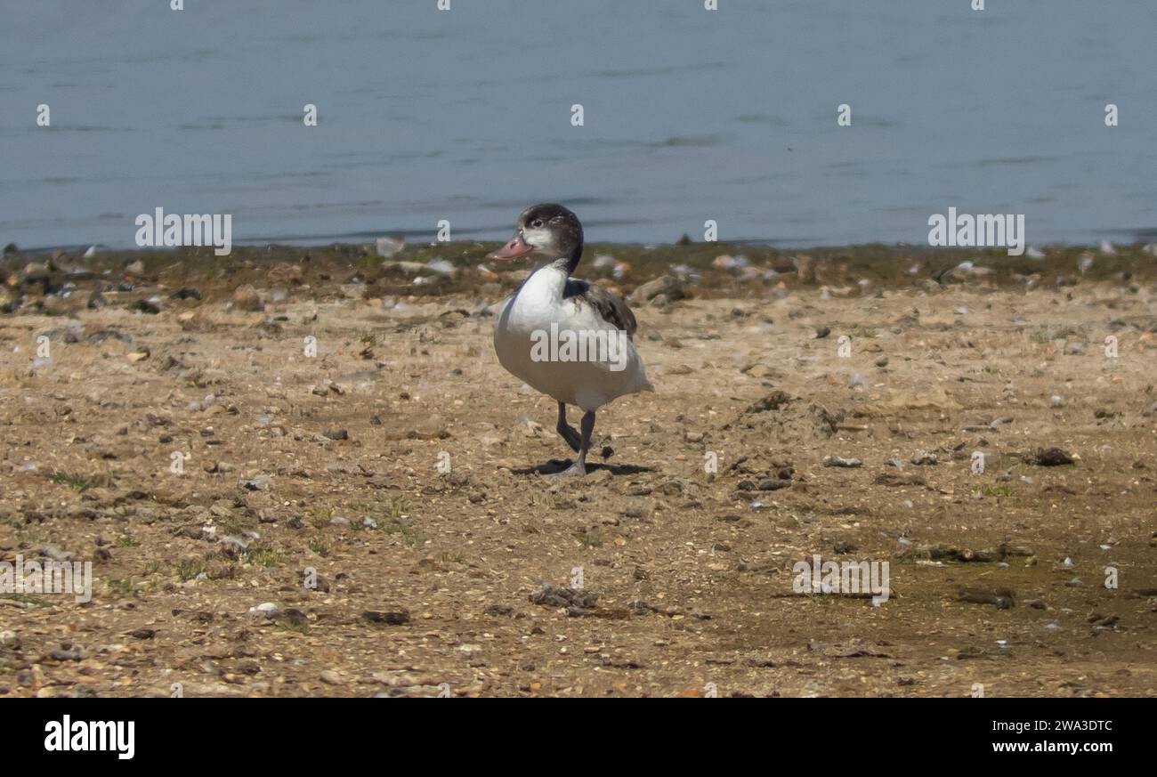 Diverses espèces de faune sauvage au Royaume-Uni, y compris les mammifères, les ravages, les échassiers et les oiseaux de jardin Banque D'Images