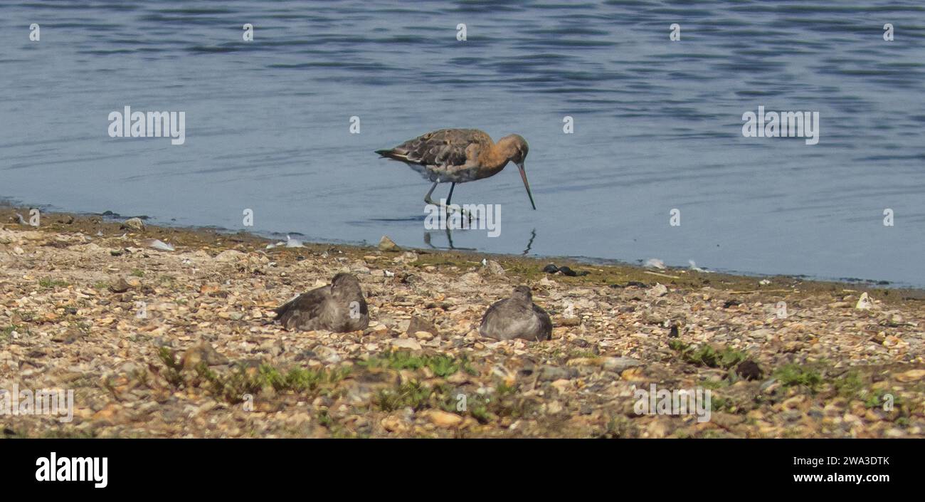 Diverses espèces de faune sauvage au Royaume-Uni, y compris les mammifères, les ravages, les échassiers et les oiseaux de jardin Banque D'Images
