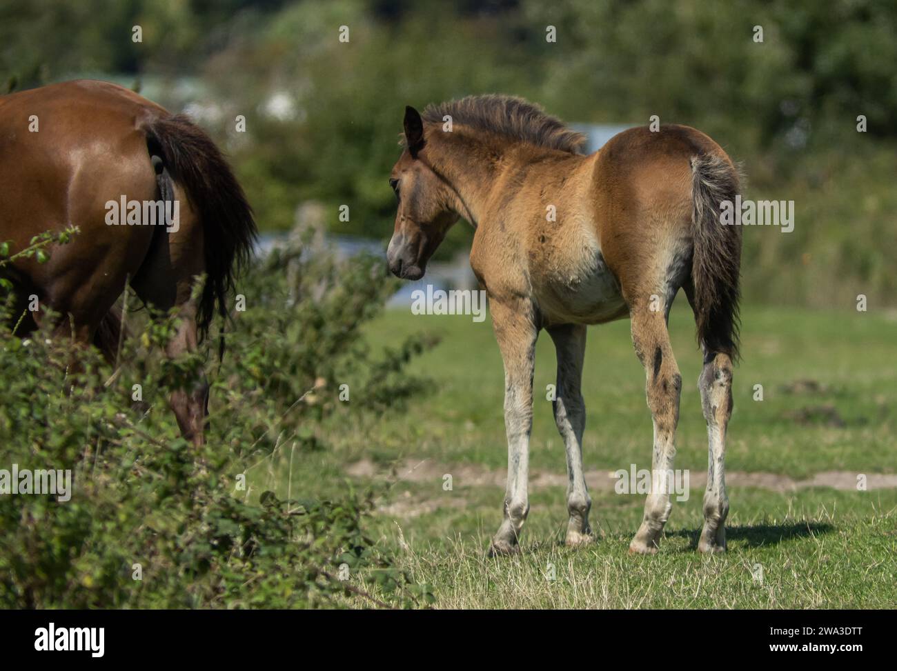 Diverses espèces de faune sauvage au Royaume-Uni, y compris les mammifères, les ravages, les échassiers et les oiseaux de jardin Banque D'Images