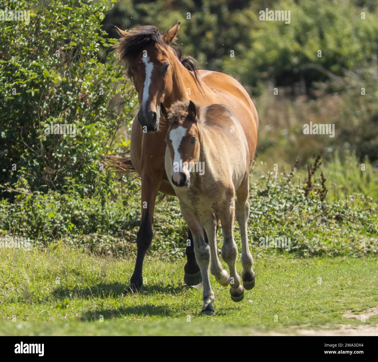 Diverses espèces de faune sauvage au Royaume-Uni, y compris les mammifères, les ravages, les échassiers et les oiseaux de jardin Banque D'Images
