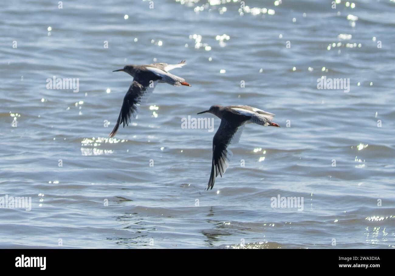 Diverses espèces de faune sauvage au Royaume-Uni, y compris les mammifères, les ravages, les échassiers et les oiseaux de jardin Banque D'Images