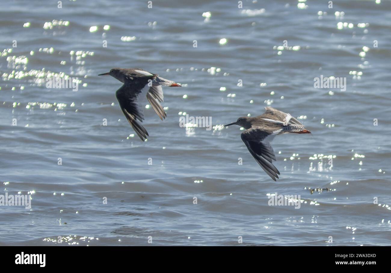 Diverses espèces de faune sauvage au Royaume-Uni, y compris les mammifères, les ravages, les échassiers et les oiseaux de jardin Banque D'Images
