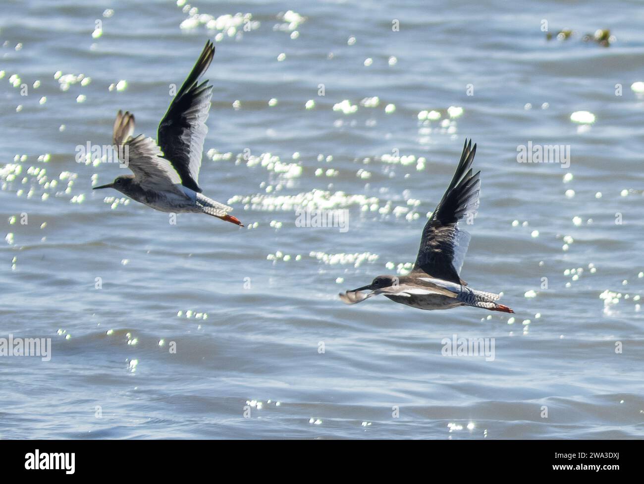 Diverses espèces de faune sauvage au Royaume-Uni, y compris les mammifères, les ravages, les échassiers et les oiseaux de jardin Banque D'Images