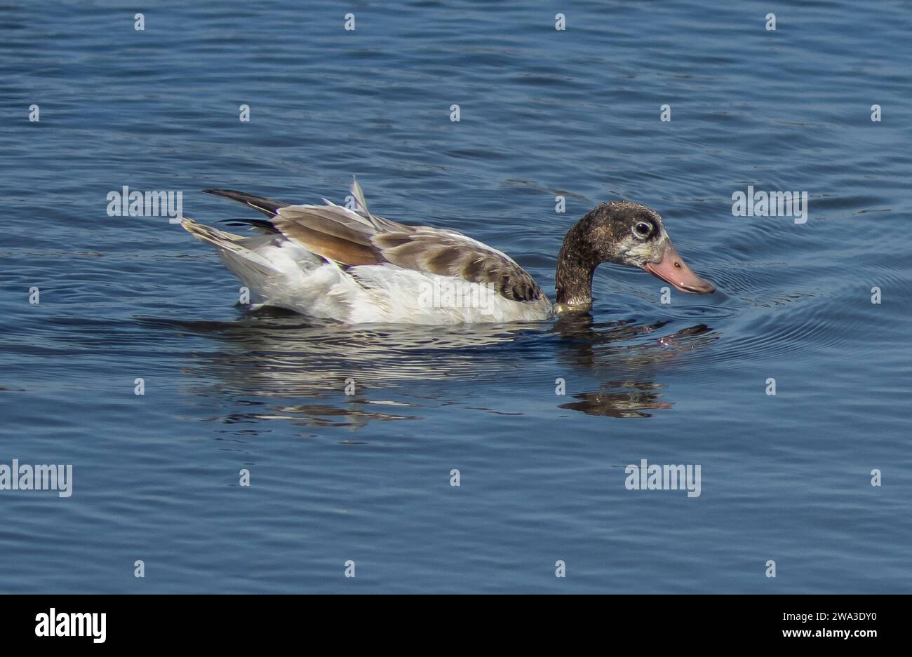Diverses espèces de faune sauvage au Royaume-Uni, y compris les mammifères, les ravages, les échassiers et les oiseaux de jardin Banque D'Images