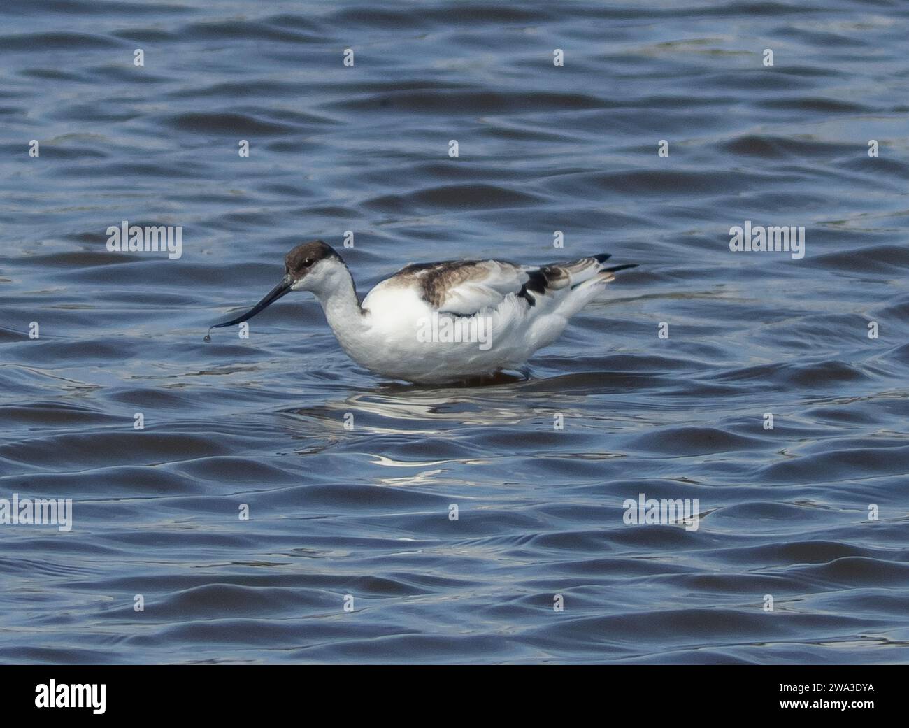 Diverses espèces de faune sauvage au Royaume-Uni, y compris les mammifères, les ravages, les échassiers et les oiseaux de jardin Banque D'Images