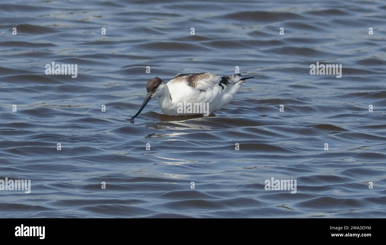 Diverses espèces de faune sauvage au Royaume-Uni, y compris les mammifères, les ravages, les échassiers et les oiseaux de jardin Banque D'Images