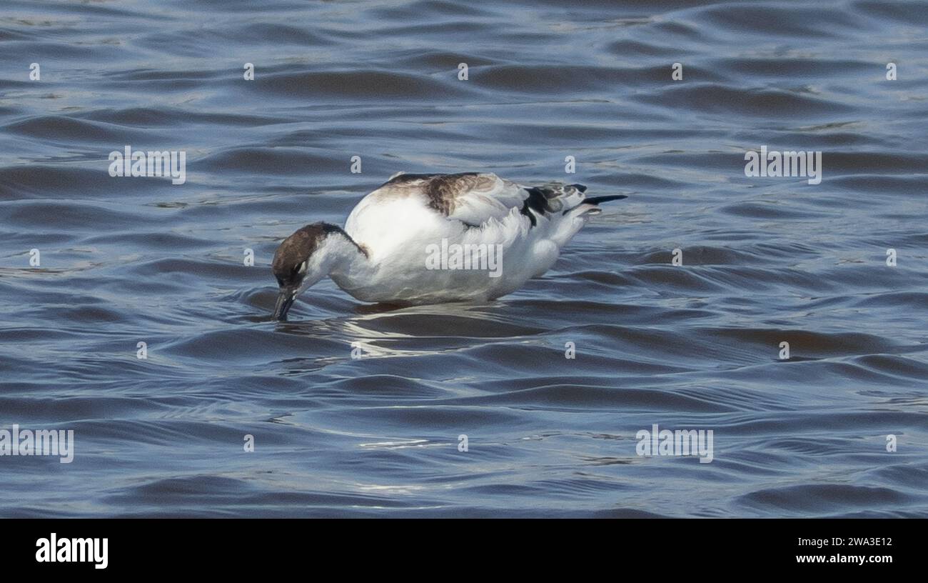 Diverses espèces de faune sauvage au Royaume-Uni, y compris les mammifères, les ravages, les échassiers et les oiseaux de jardin Banque D'Images