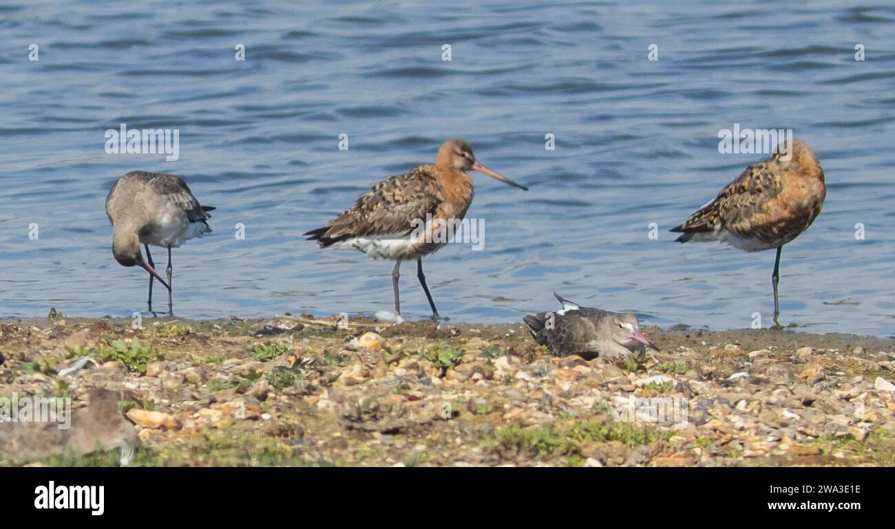 Diverses espèces de faune sauvage au Royaume-Uni, y compris les mammifères, les ravages, les échassiers et les oiseaux de jardin Banque D'Images